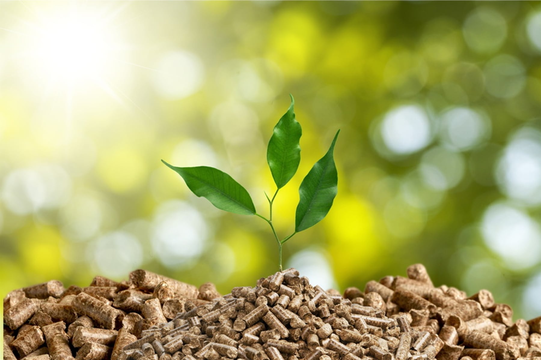 Holzpellets mit Pflanzentrieb – Biomasse-Heizung